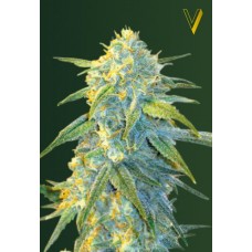 Семена конопли Auto Northern Light Автофеминизированные Victory seeds
